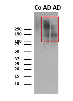 MilliporeSigma Tau (T22), oligomeric, Rabbit, Unlabeled, Polyclonal, 100 &mu;g | Buy Online | MilliporeSigma&trade; | Fisher Scientific